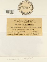 Chrysomyxa ledicola image