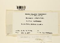 Chrysomyxa ledicola image