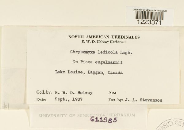 Chrysomyxa ledicola image