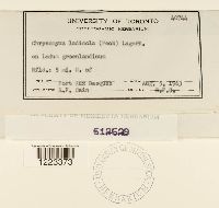 Chrysomyxa ledicola image