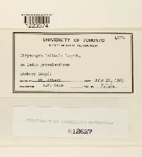 Chrysomyxa ledicola image