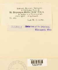 Chrysomyxa abietis image