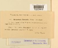 Chrysomyxa cassandrae image