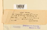 Chrysomyxa cassandrae image