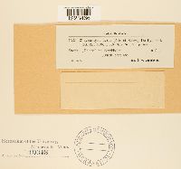 Chrysomyxa ledi image