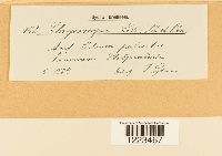 Chrysomyxa ledi image