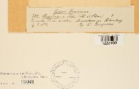 Chrysomyxa ledi image