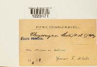 Chrysomyxa ledi image