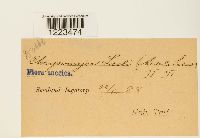 Chrysomyxa ledi image