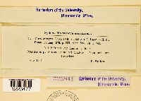 Chrysomyxa ledi image