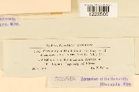 Chrysomyxa rhododendri image