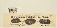 Chrysomyxa rhododendri image