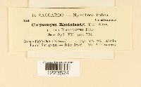 Chrysomyxa rhododendri image