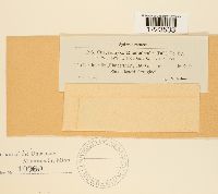 Chrysomyxa rhododendri image