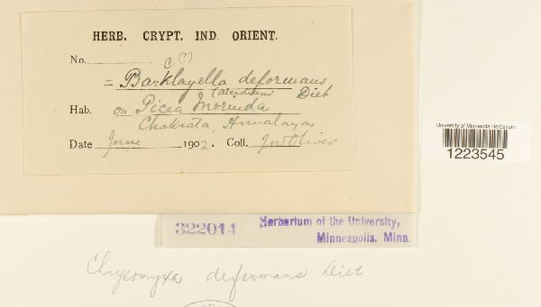 Chrysomyxa deformans image