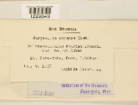 Chrysomyxa expansa image