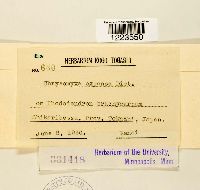 Chrysomyxa expansa image