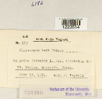 Chrysomyxa ledi image