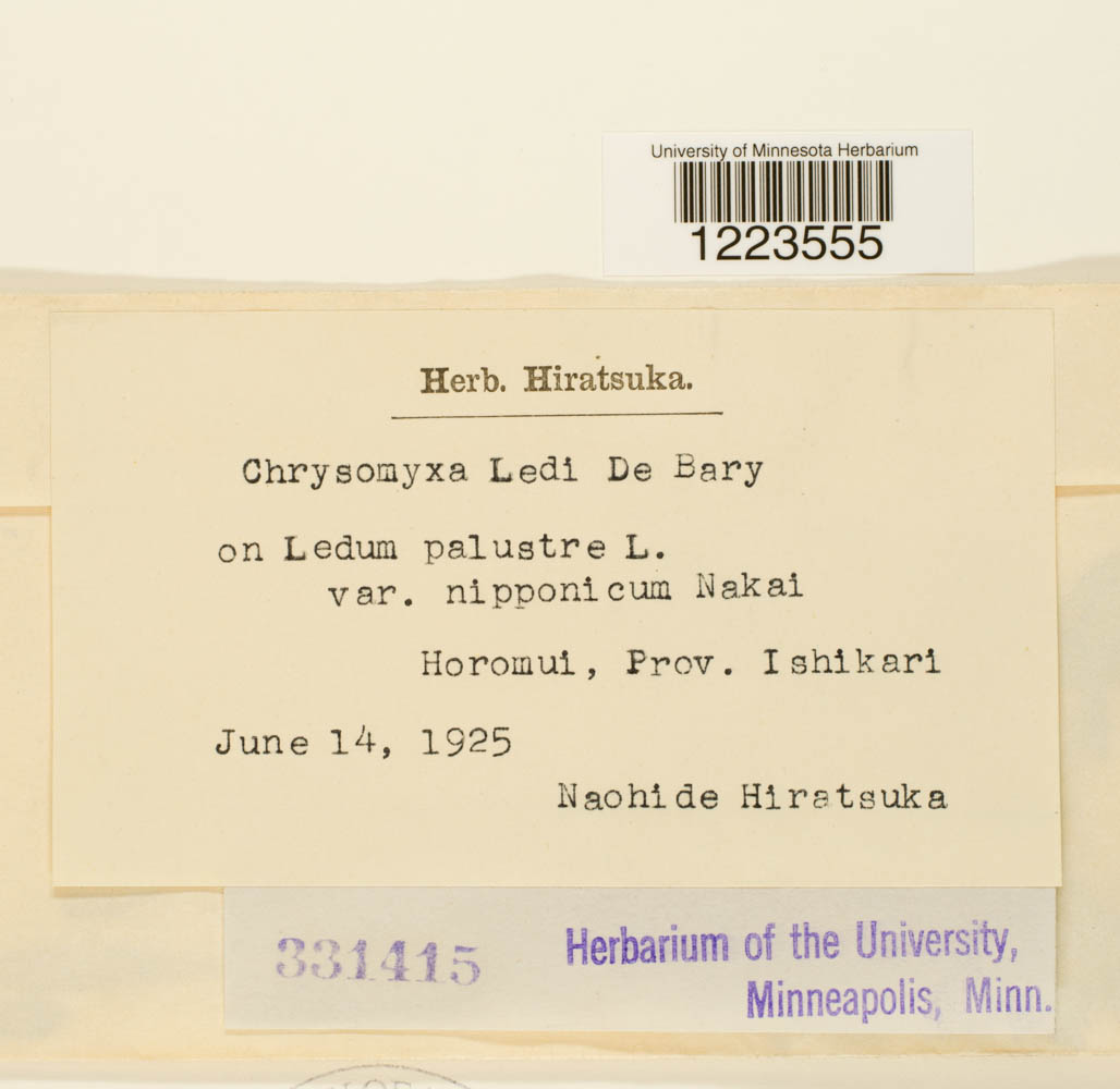 Chrysomyxa ledi image