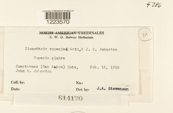 Cionothrix cupaniae image