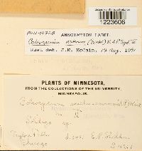 Image Associated With the Occurrence