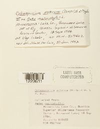 Image Associated With the Occurrence