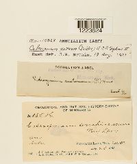 Image Associated With the Occurrence