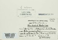 Image Associated With the Occurrence