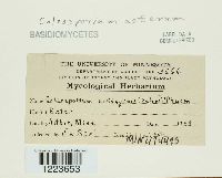 Image Associated With the Occurrence