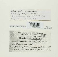 Media resource of Coleosporium jonesii