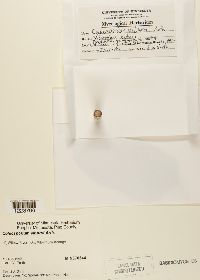 Coleosporium viburni image