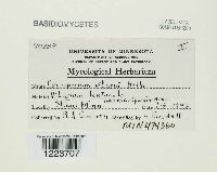 Media resource of Coleosporium viburni