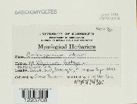 Coleosporium viburni image