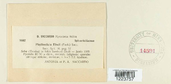 Phyllosticta ebuli image