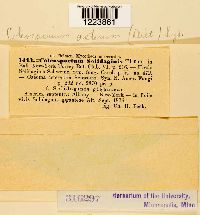 Coleosporium asterum image