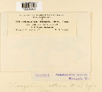 Coleosporium asterum image