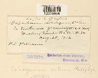 Coleosporium asterum image