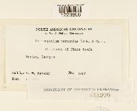 Coleosporium asterum image