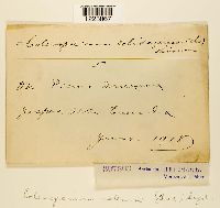 Coleosporium asterum image