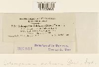 Coleosporium asterum image