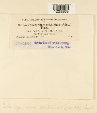 Coleosporium asterum image