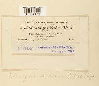 Coleosporium asterum image