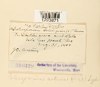 Coleosporium asterum image