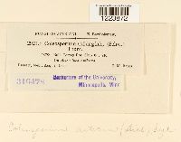 Coleosporium asterum image