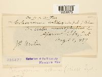 Coleosporium asterum image