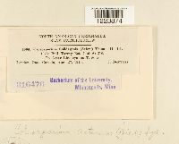 Coleosporium asterum image