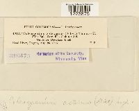 Coleosporium asterum image