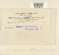 Coleosporium asterum image