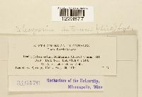 Coleosporium asterum image