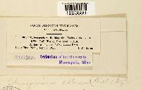 Coleosporium asterum image